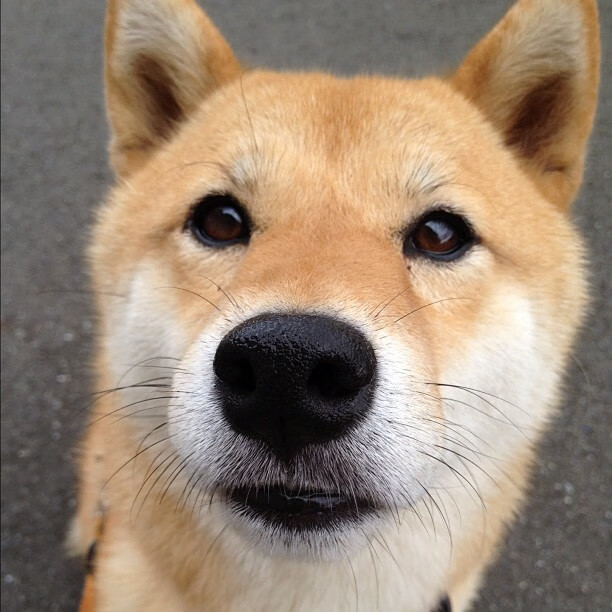 蓝色奇迹，诺里斯如何用一场教科书式逆转，将绿巨人钉在历史性败局中？