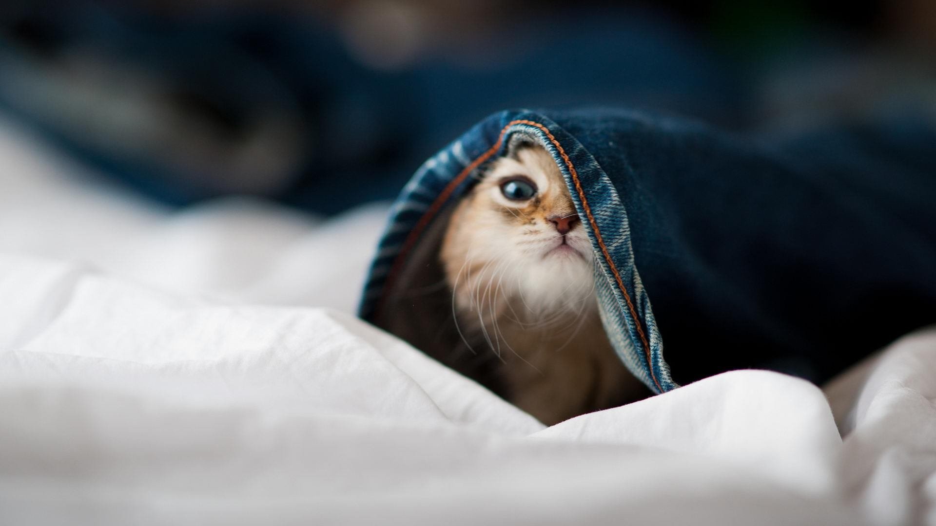 开云体育登录-冰与火之歌，奥地利战术碾压如冰雪，梁靖崑逆袭燃爆赛场