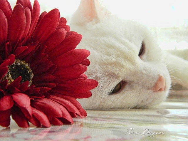 开云sport-逆转狂澜，瑞典队绝地翻盘，张本智和火热状态难阻团队失利