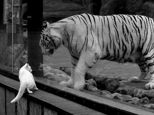 联合杯2.0,当兹维列夫的独奏,让戴维斯杯成为旧日回响