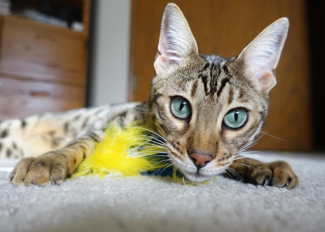 开云体育入口-棋盘之上 智慧为先，克罗地亚老练控局，稳稳压顶厄瓜多尔