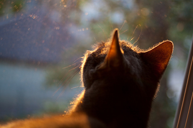看到这个充满想象力的关键词组合,确实需要一个能将其融为一体、又不落俗套的标题