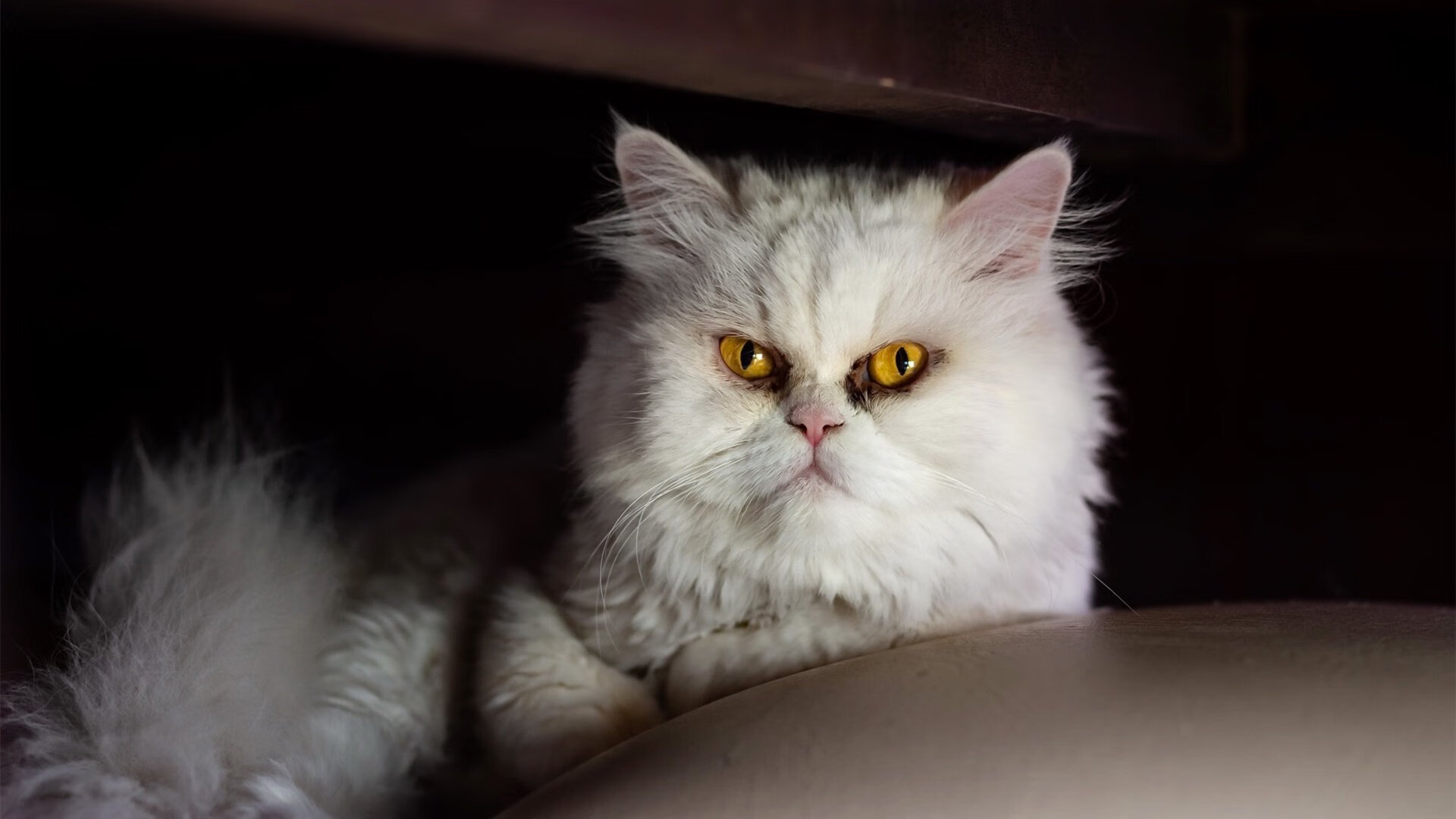 开云体育APP下载-绝境曙光，黄喜灿一脚定乾坤，安哥拉对阵洪都拉斯的命运分野