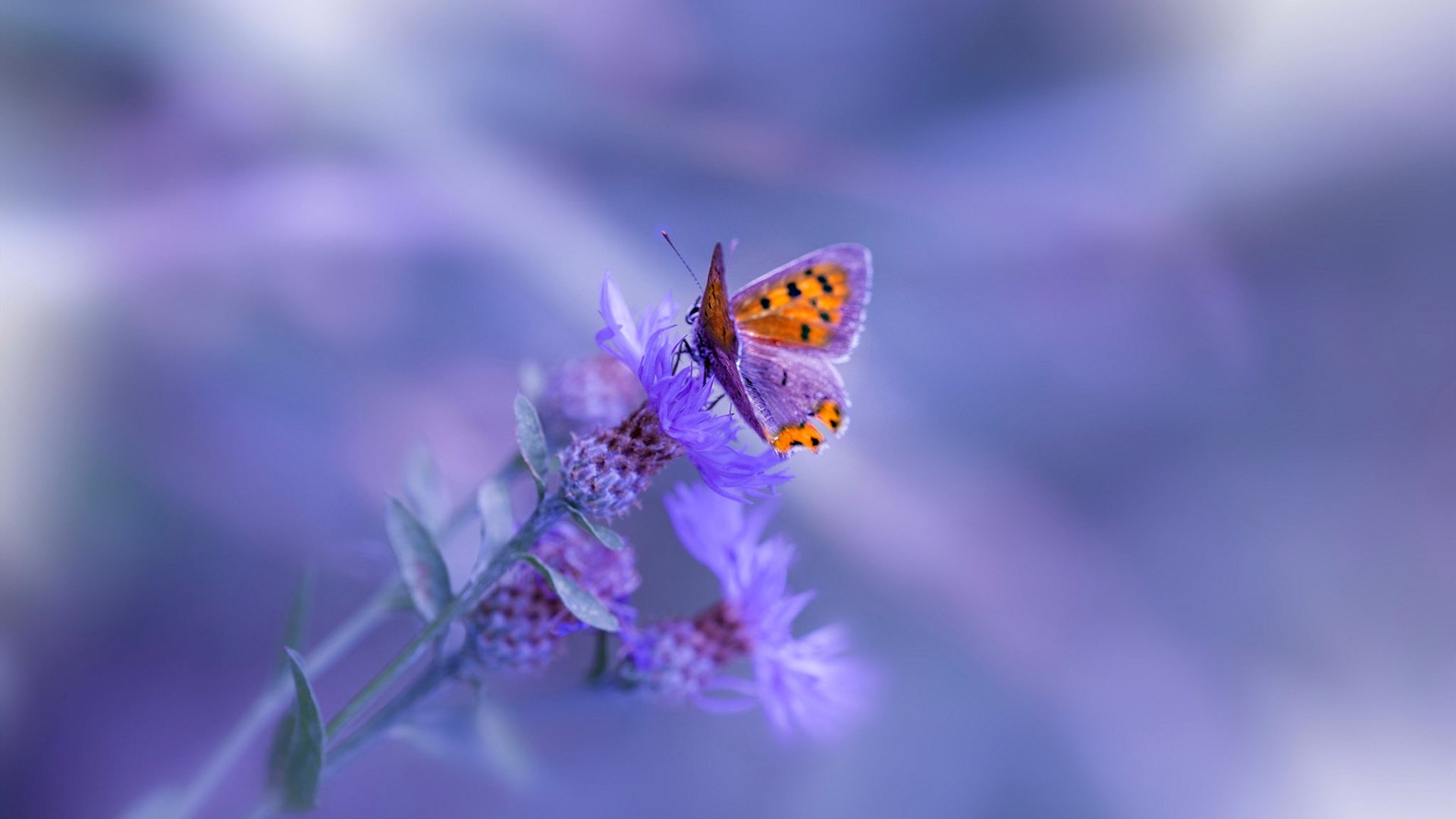 平行宇宙的球类交响曲，洪都拉斯狂胜爱尔兰，穆勒在NBA总决赛接管比赛