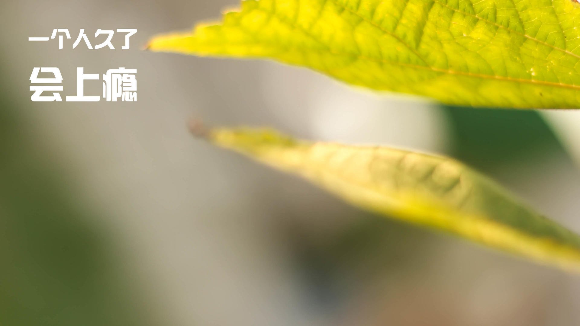 开云体育-破茧成蝶，字母哥的独角戏与步行者的集体舞