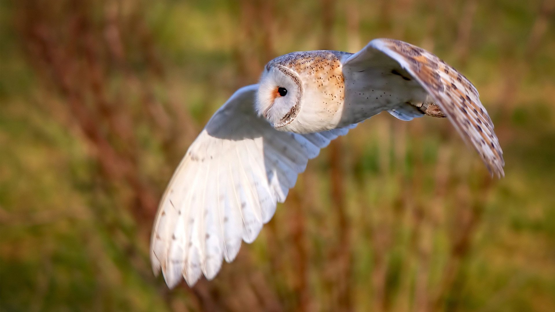 斯通斯的时间魔法,当一粒石子激起阿拉伯足球的量子涟漪