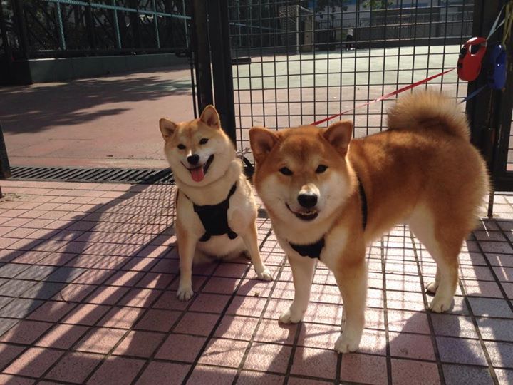 镜中倒影，一场无人观看的比赛与焦点球员的悖论