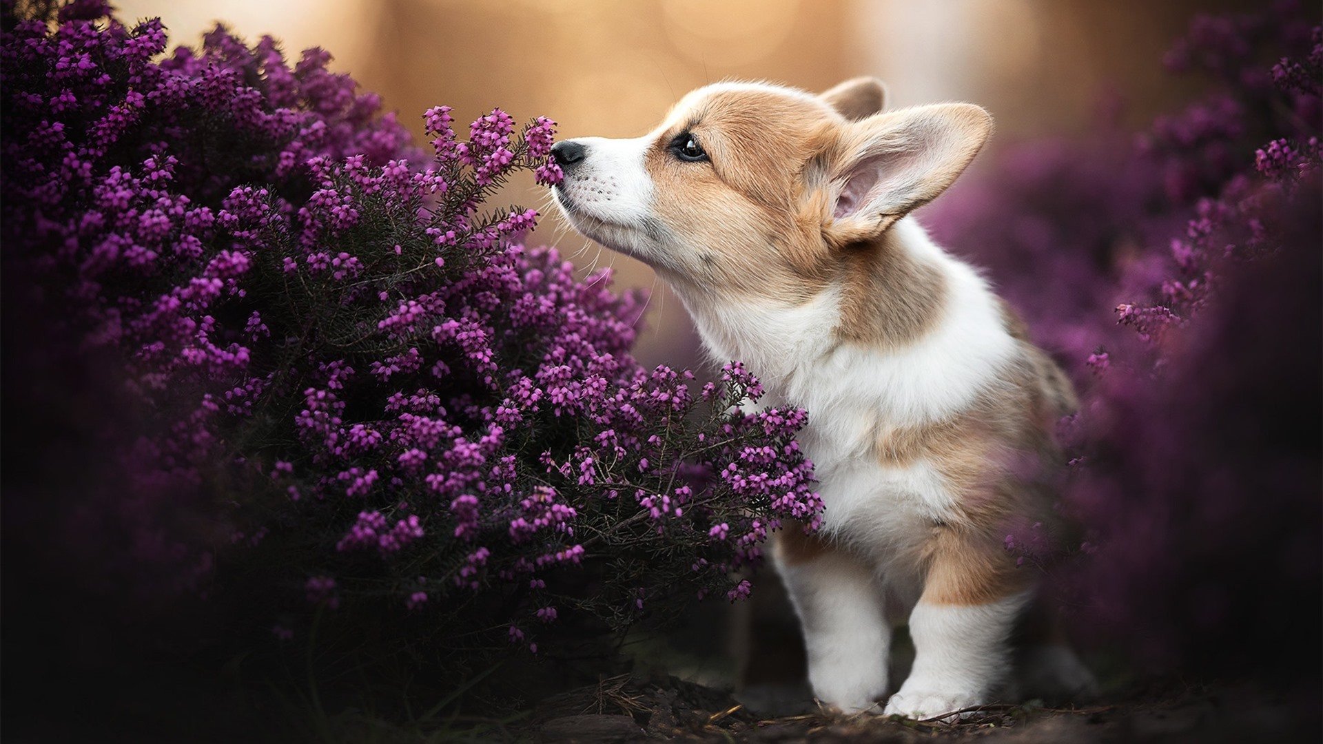 绝无仅有的全面制霸，切特数据核爆引领新疆队碾压式胜利