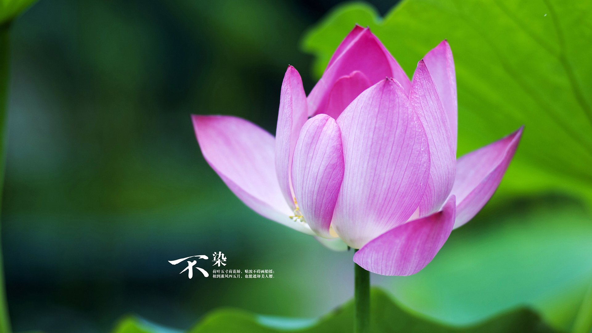 抢七的绿茵传奇,特奥接管决战,贝蒂斯颠覆米兰王朝