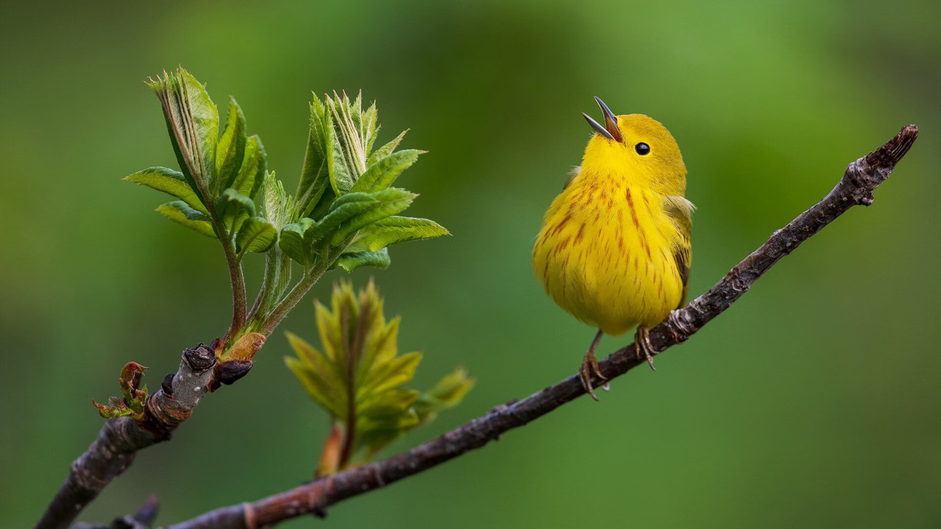 从绿茵场到城市赛道,突尼斯连击克罗地亚与加维的F1统治—连续压制的竞技美学