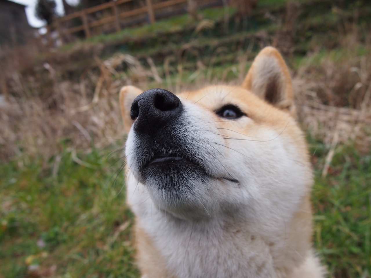 寒夜绽星芒,莱比锡红牛阵前,无名蒂亚戈的远征