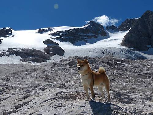 富安健洋的战术变奏,日本如何用几内亚式防守压制伊朗?