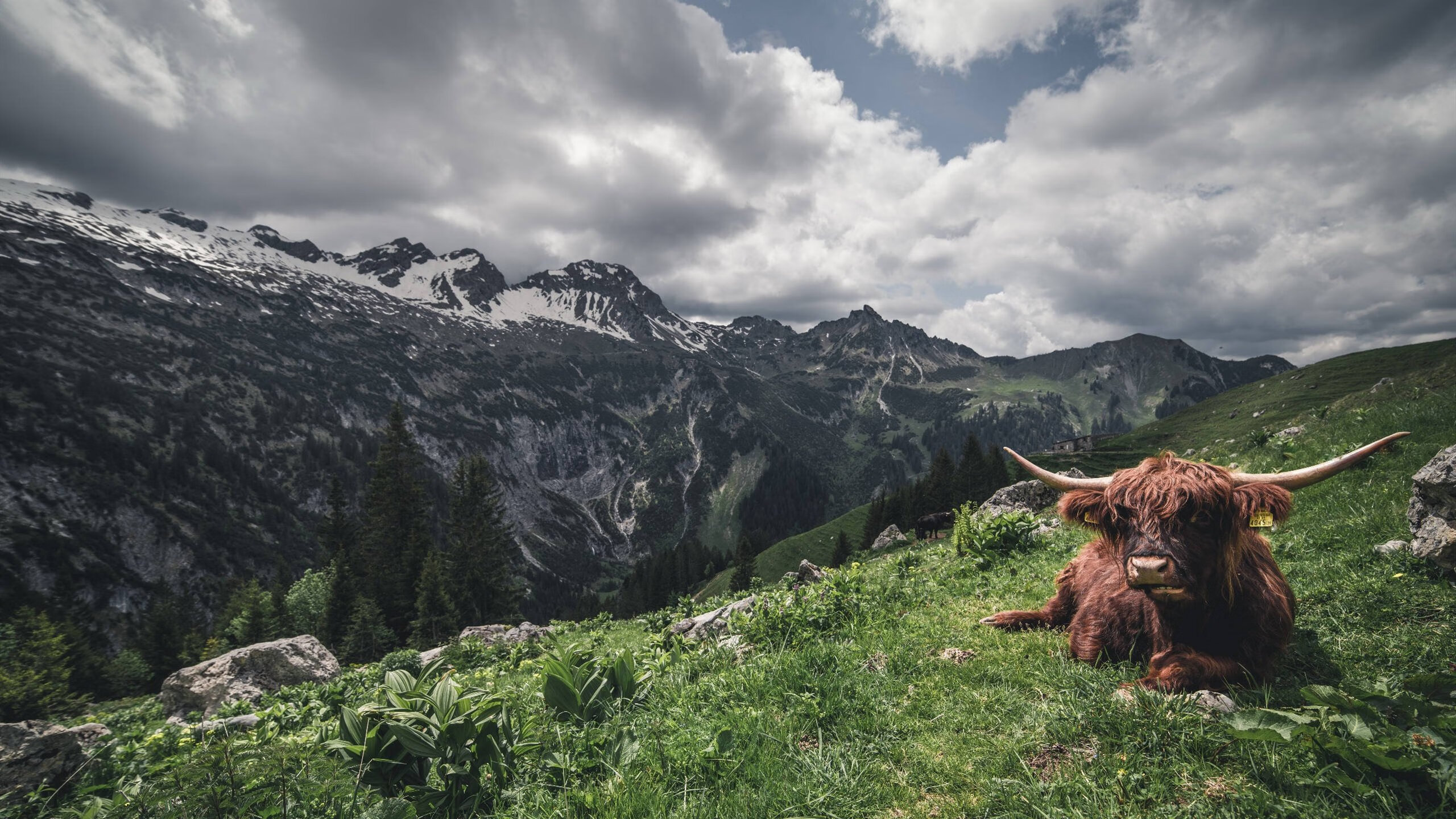 路与罚的剧本，当武士刀在拉斯维加斯加时出鞘